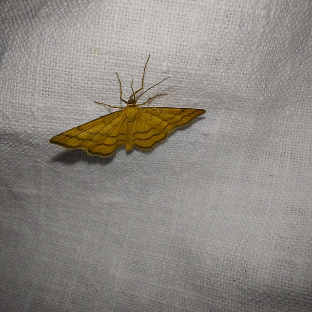 aranyos sávosaraszoló - Idaea aureolaria