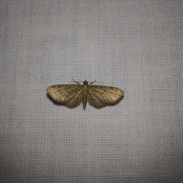 Eupithecia haworthiata - rozsdástestű törpearaszoló