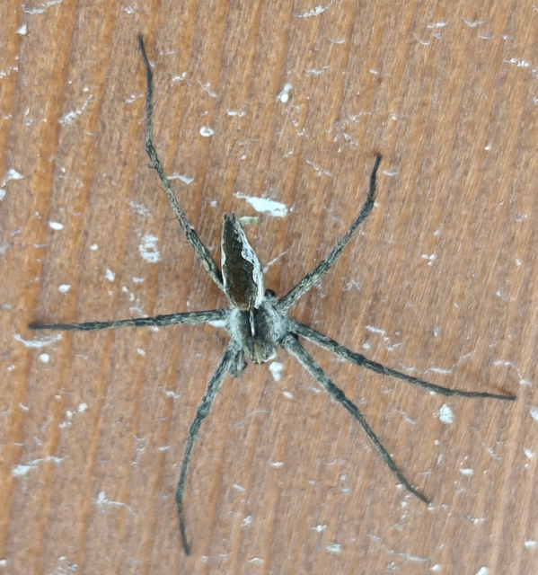 Pisaura mirabilis - csodáspók
