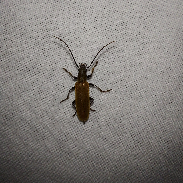 Sparedrus testaceus - szőrös álcincér
