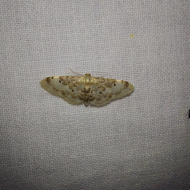 Idaea filicata - sötéttövű apróaraszoló