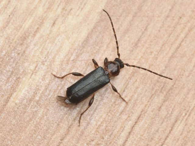 Phymatodes testaceus - változékony korongcincér