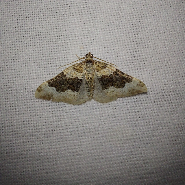 Epirrhoe galiata - sávos galajaraszoló