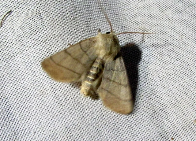 Charanyca trigrammica - háromsávos lombbagoly