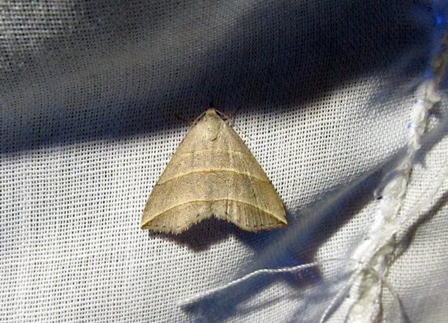 Colobochyla salicalis - háromsávos törpebagoly