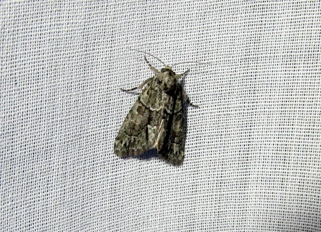 Cryphia fraudatricula - homoki zuzmóbagoly