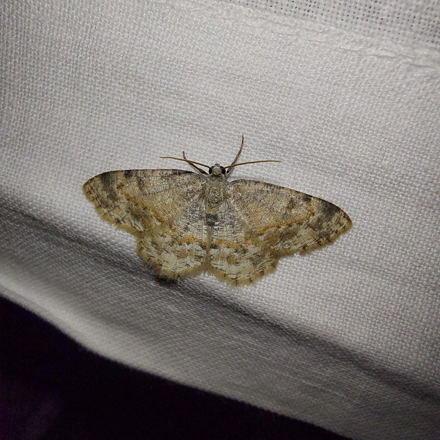 tarka sziklaaraszoló - Charissa variegata