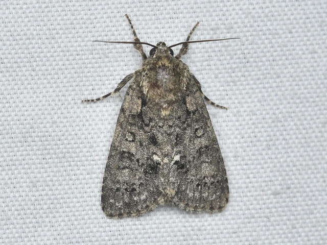 Acronicta rumicis - sóska-szigonyosbagoly