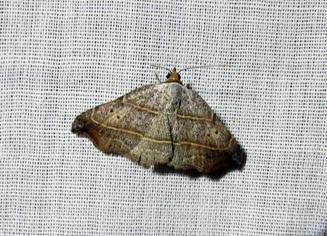 Laspeyria flexula - zuzmóbagoly