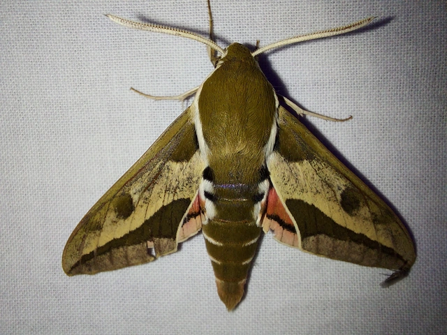 Hyles euphorbiae - kutyatejszender