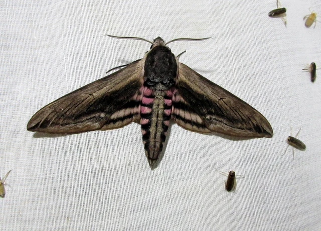 Sphinx ligustri - fagyalszender