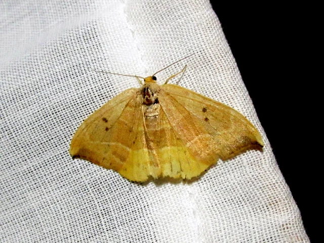 tölgyfa-sarlósszövő - Watsonalla binaria