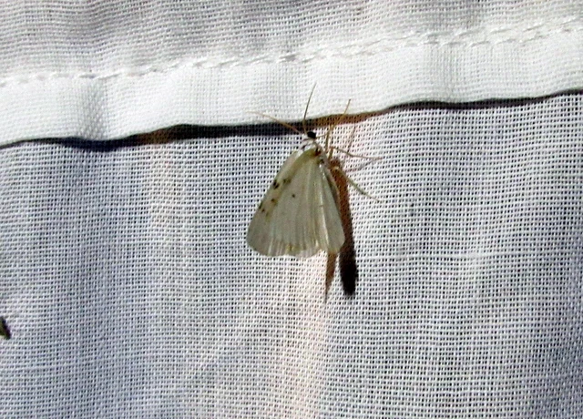 Lomographa bimaculata - kétpontos fehéraraszoló