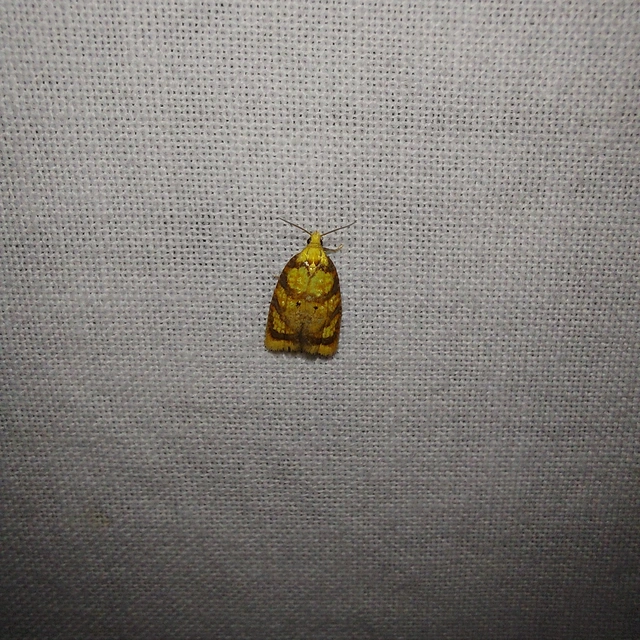 Acleris bergmanniana - rozsdarácsos levélmoly