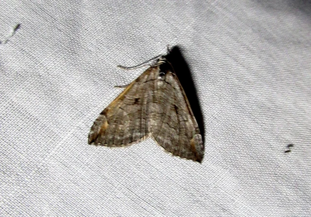 Aplocera efformata/plagiata