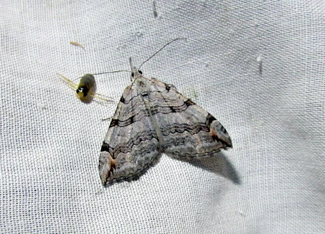 Aplocera efformata/plagiata