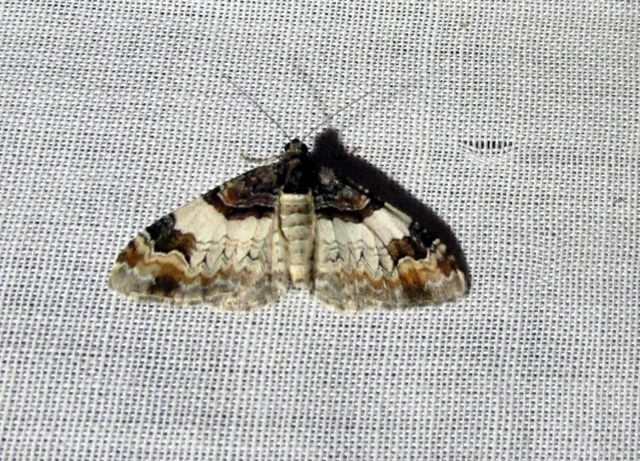 Catarhoe cuculata - csuklyás tarkaaraszoló