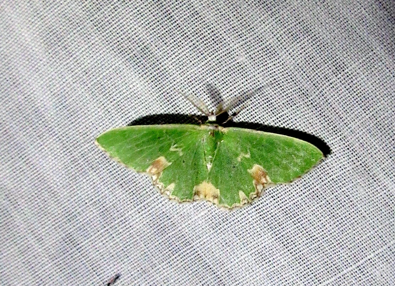 Comibaena bajularia - foltos zöldaraszoló