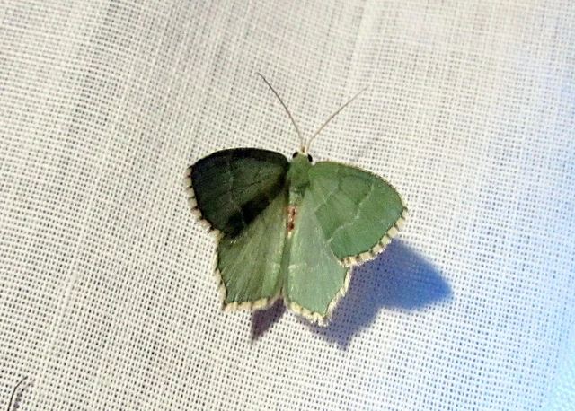Hemithea aestivaria - nyír-zöldaraszoló