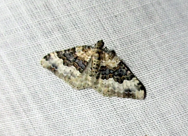 Epirrhoe galiata - sávos galajaraszoló