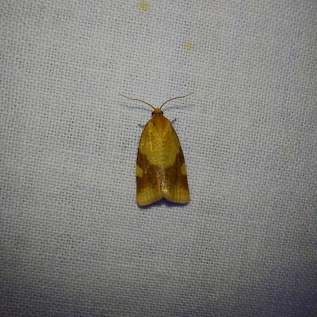Aphelia ferugana - okkersárga sodrómoly