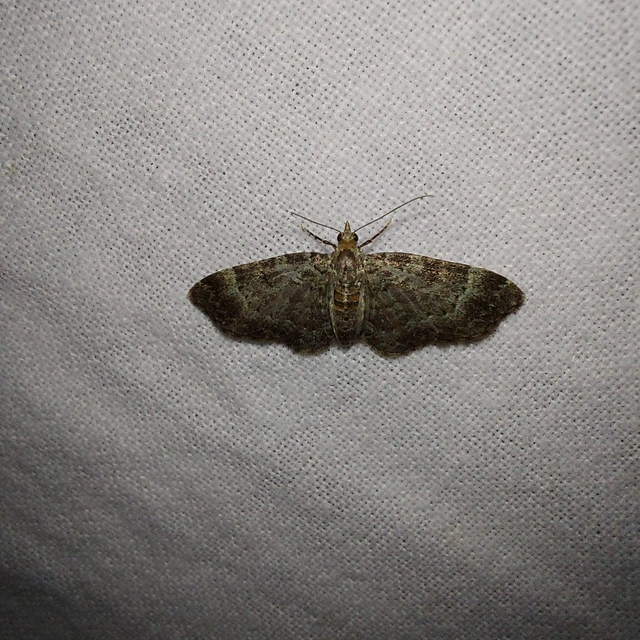 Pasiphila chloerata - hamvas törpearaszoló