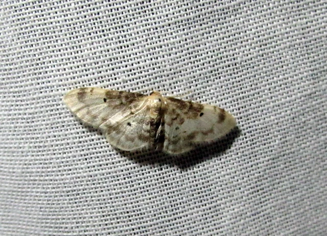 sötéttövű apróaraszoló - Idaea filicata