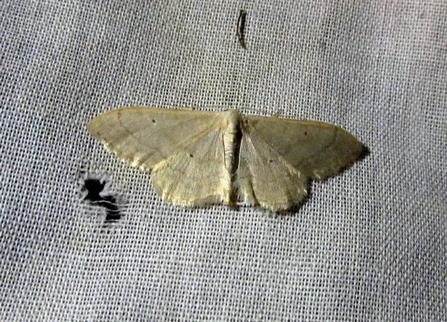 Idaea straminata - szalmasárga sávosaraszoló