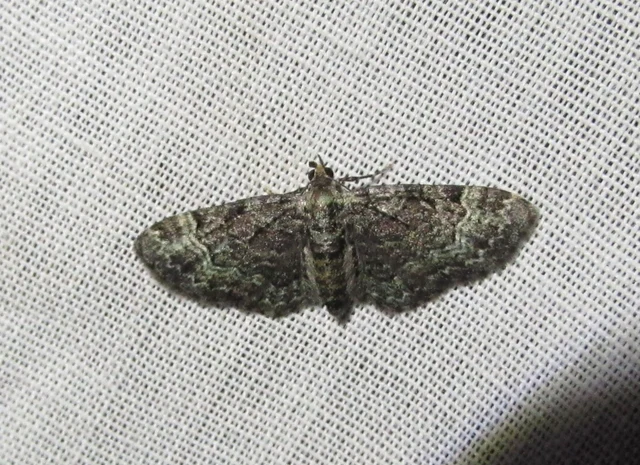 Pasiphila rectangulata - almavirág-araszoló