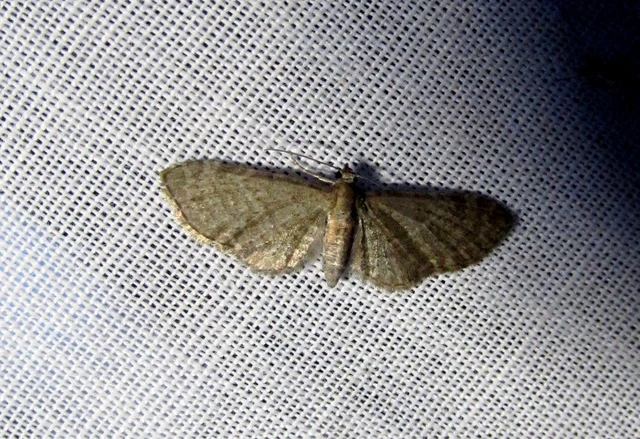 Eupithecia haworthiata - rozsdástestű törpearaszoló