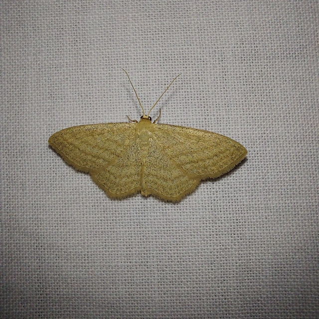 Scopula virgulata - vesszős sávosaraszoló