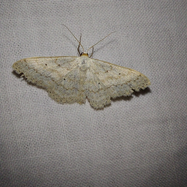 hamvas sávosaraszoló - Scopula incanata