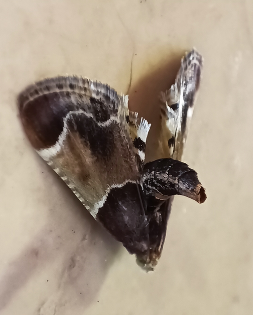 Pyralis farinalis - lisztilonca
