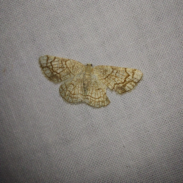 Stegania dilectaria - fehérnyár-araszoló