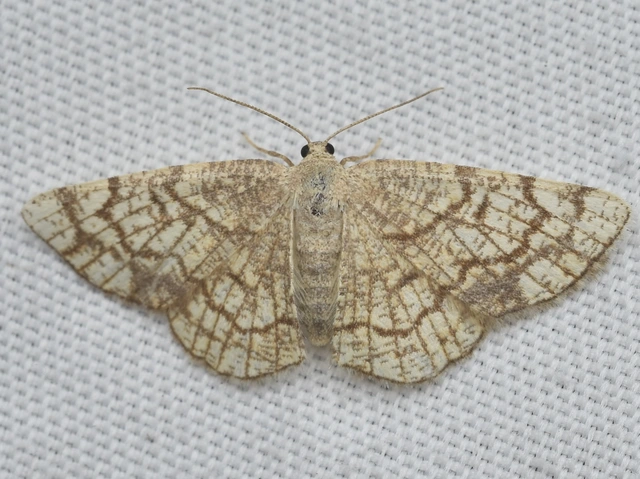 fehérnyár-araszoló - Stegania dilectaria