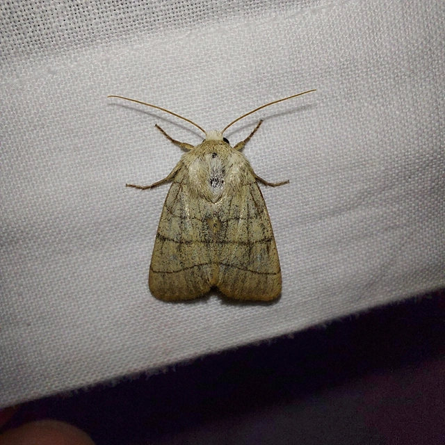 Charanyca trigrammica - háromsávos lombbagoly