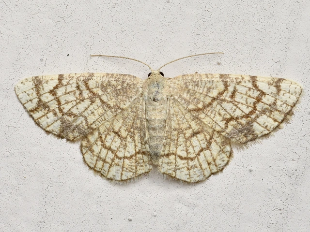 Stegania dilectaria - fehérnyár-araszoló