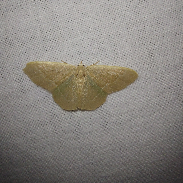 Chlorissa viridata/cloraria