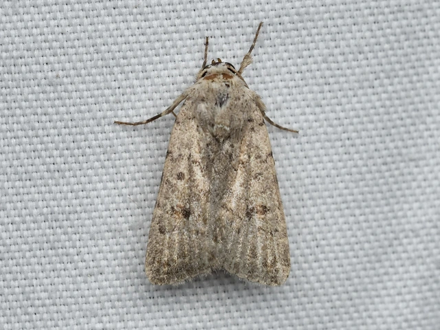 Paradrina clavipalpis - közönséges selymesbagoly