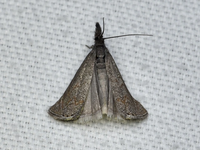 Platytes cerussella - törpe fűgyökérmoly
