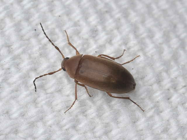 Isomira antennata - vastagcsápú alkonybogár