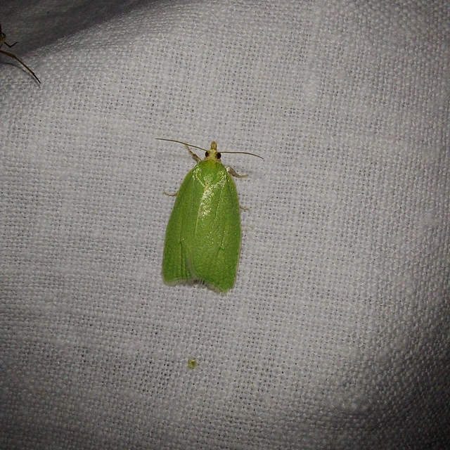 Tortrix viridana - tölgyilonca