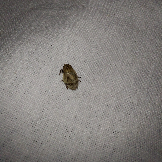 Lepyronia coleoptrata