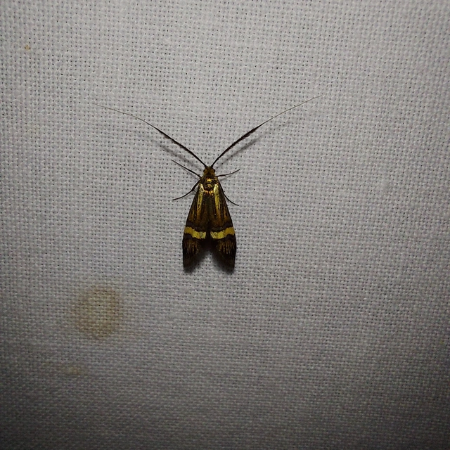 Nemophora degeerella - pompás tőrösmoly
