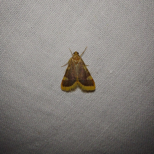 Hypsopygia costalis - szénailonca