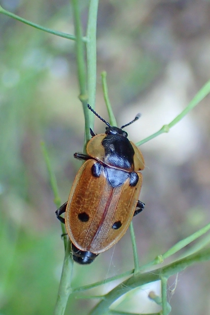 Dendroxena quadrimaculata - négypettyes dögbogár