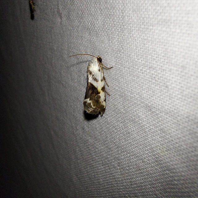 Ponometia candefacta - parlagfűbagoly