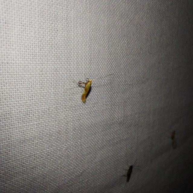 Caloptilia robustella - kerekfoltú keskenymoly
