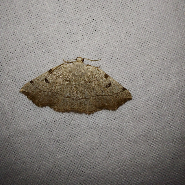 Eilicrinia trinotata - háromjegyű araszoló