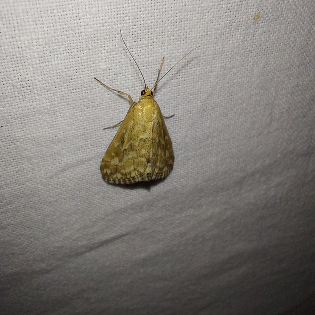 Evergestis frumentalis - tavaszi dudvamoly